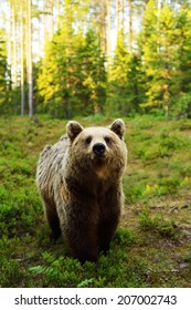Brown bear in forest