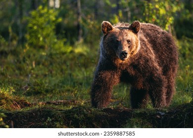Brown bear in the forest - Shutterstock ID 2359887585