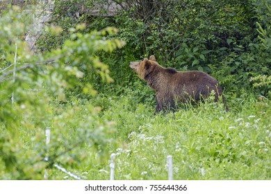 Brown bear in forest