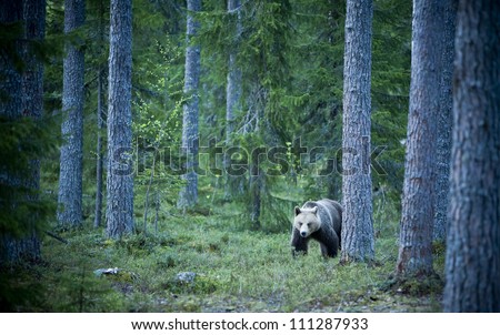 Similar – Brown Bear on forest