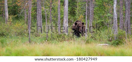 Similar – Image, Stock Photo Brown Bear Safari Hunter