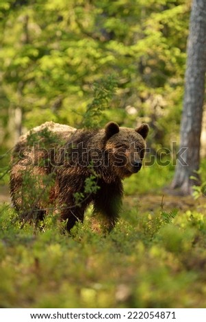 Similar – Brown Bear portrait Safari