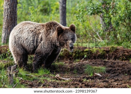 Similar – Brown Bear portrait Safari