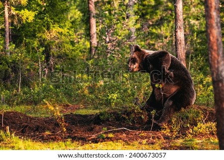 Similar – Brown Bear