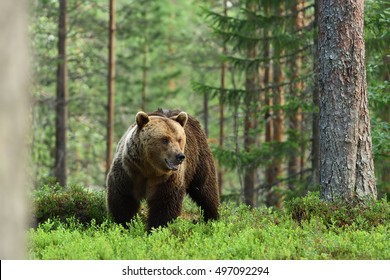 Brown Bear, Forest Background