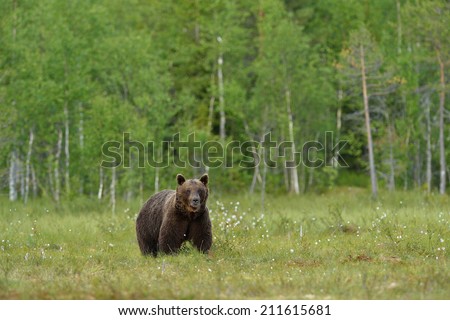 Similar – Image, Stock Photo Brown Bear Safari Hunter