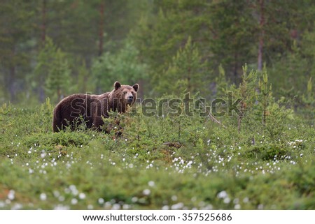 Similar – Brown Bear on forest