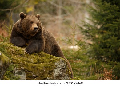 A brown bear in the forest. Big Brown Bear. Bear sits on a rock. Ursus arctos. - Shutterstock ID 270172469