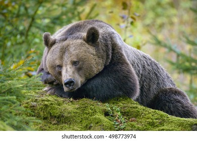 A brown bear in the forest. Big Brown Bear. Bear sits on a rock. Ursus arctos.