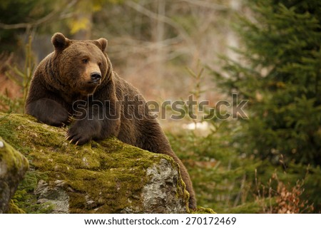 A brown bear in the forest. Big Brown Bear. Bear sits on a rock. Ursus arctos.