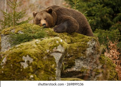 A brown bear in the forest. Big Brown Bear. Bear sleeping on top of a hill in the woods. - Powered by Shutterstock