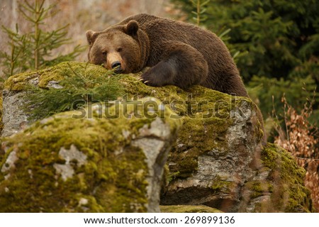 Similar – Image, Stock Photo The Russian Bear Nature