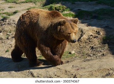 Brown bear in the forest. Big Brown Bear.  Ursus arctos.