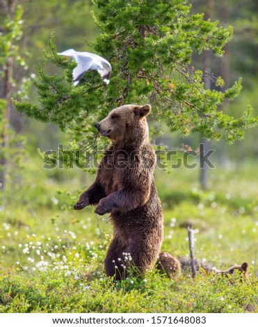 Similar – Braunbär Abenteuer