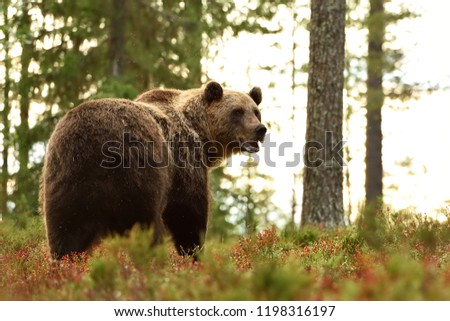 Similar – Image, Stock Photo Bear from behind