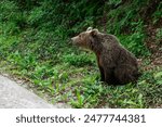 Brown bear in the forest near the road