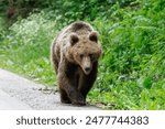 Brown bear in the forest near the road
