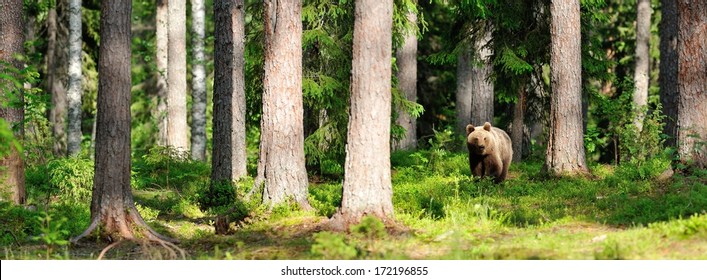 Brown bear in forest panorama