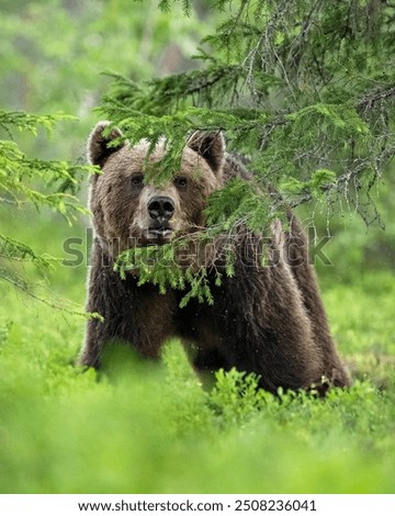 Similar – Brown Bear