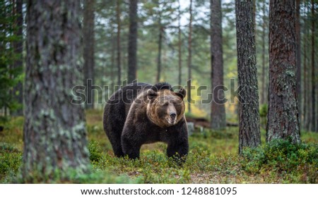 Similar – Brown Bear