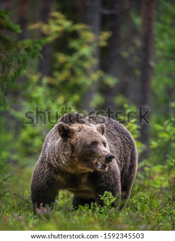 Similar – Brown Bear