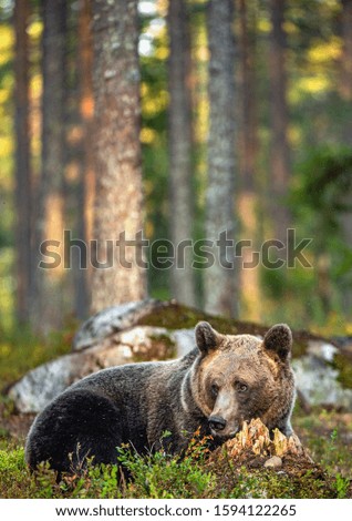 Similar – Brown Bear portrait Safari