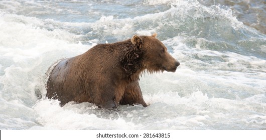 A brown bear forms