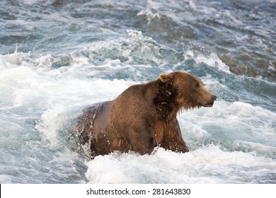 A brown bear forms