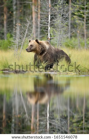 Similar – Brown Bear Adventure