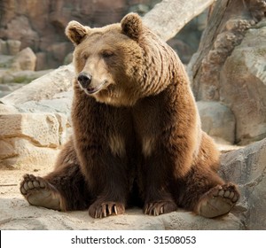 Brown Bear In A Funny Pose
