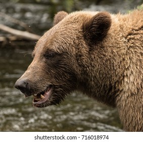 Brown Bear Head Stock Photo 716018974 | Shutterstock