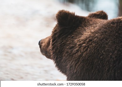 Brown Bear Head With Thick Brown Animal Fur In Winter. Back View Portrait.