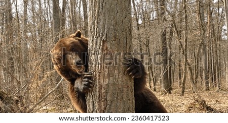 brown bear hiding behind a tree and looking