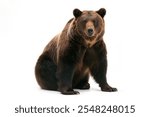 brown bear isolated on white background