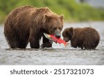 Brown bear in Katmai, Alaska