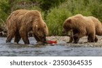 Brown Bear in Katmai, Alaska with a Sockeye Salmon 