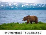 Brown Bear at Kurilskoye Lake
