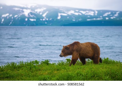 Brown Bear at Kurilskoye Lake