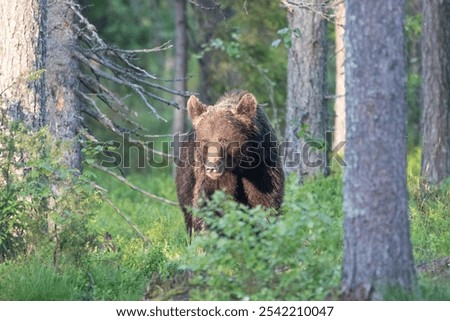 Similar – Brown Bear