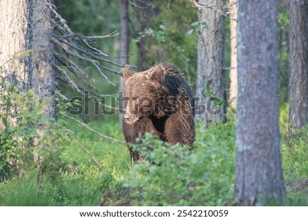 Similar – Braunbär im Wald Safari