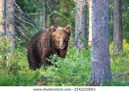 Brown Bear