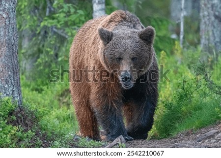 Similar – Brown Bear