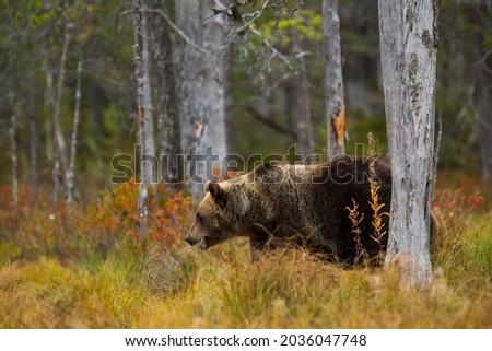 Similar – Brown Bear on forest.