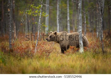 Similar – Brown Bear on forest.