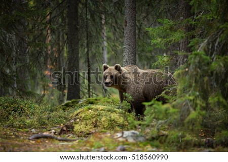 Similar – Brown bear on forest.