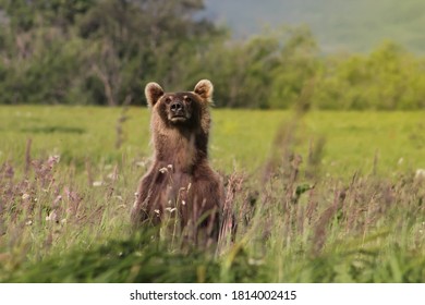 Brown bear looks into camera from tall grass on nature, taiga forest in background. Scenic views observing animal world. Real adventure of Kamchatka, Russian far East. Copyright space