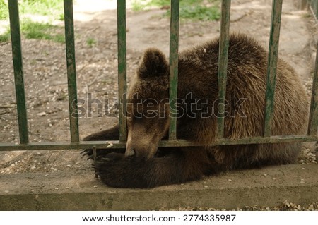 Brown bear lying down behind metal bars in enclosure wildlife captivity animal resting nature outdoor environment zoo habitat forest