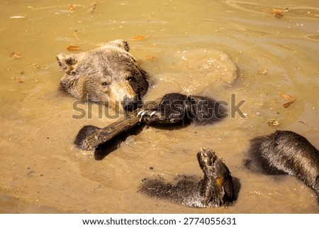 Brown bear lying on back in water playing with stick in Bavarian Forest natural wildlife scene