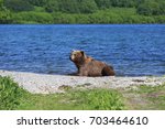 A brown bear lying on the shore of Kurile Lake after the lunch at South Kamchatka Sanctuary 