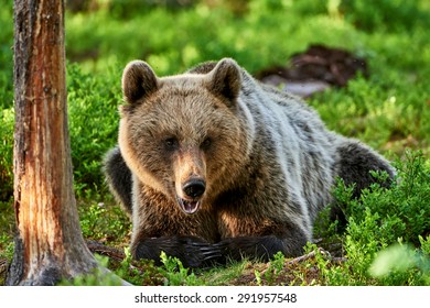 Brown bear lying in the Scandinavian green forest 